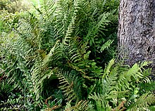 Dryopteris-filix-mas.JPG