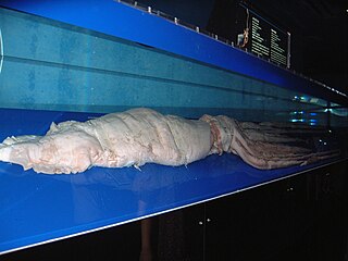 #342 (?/8/1994) Specimen exhibited at Okinawa Churaumi Aquarium, Japan, measuring 6.37 m in total length including its intact tentacles