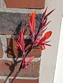 美人蕉花束 （Canna indica L. var. flava Roxb.）