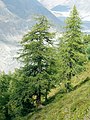 Image 56European larch (Larix decidua), a coniferous tree which is also deciduous (from Tree)