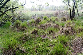 Sphagnum und Bulte