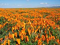 Reserva de roselles d'Antelope Valley, California.