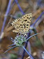 3. Egy, a boglárkalepkefélék (Lycaenidae) családjába tartozó Cigaritis cilissa iringó (Eryngium creticum) virágán táplálkozik az Izraelhez tartozó Felső-Galileában, a Meron-hegyen (javítás)/(csere)