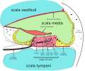 Cross section of the cochlea.