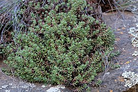 Crassula dependens ✓