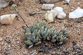 Crassula namaquensis