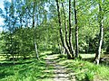 Forststeig im Naturschutzgebiet Eiland (Ostrov)