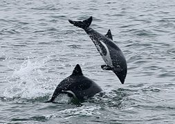 Golfiño de Heaviside saltando en Walvis Bay