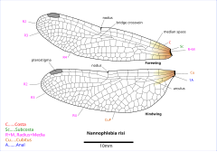 Drawing of Nannophlebia wing