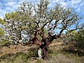 Sobreiro no Algarve