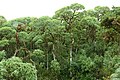 Scalesia pedunculata (en), île Santa Cruz.