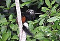 Tamarin