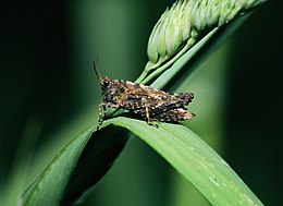 Šokliukas (Tetrix sp.)