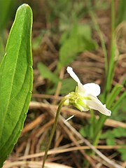 花の側面。全体に無毛。唇弁の距は太く短く、袋状になる。萼片は披針形になる。