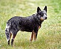 Un bouvier australien bleu.