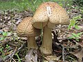 Amanita "amerirubescens"