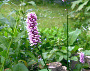 Slangeurt (Bistorta officinalis): blomsterakset Foto: Sten Porse