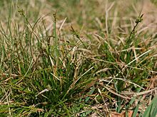 Several small, grass-like plants with thin leaves, each with a stalk bearing a cluster of small round fruits.