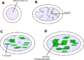 Äntwikkelenge fon n Chloroplast