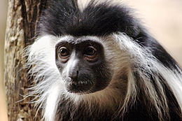 Colobus guereza