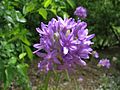 Dichelostemma multiflorum