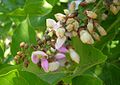 Pongamia pinnata zomera, India.