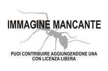 Immagine di Euura samolad mancante