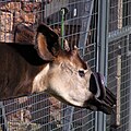 Самець окапі з витягнутим язиком, Бристольський зоопарк