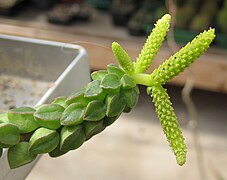 Peperomia columella ✓