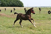 Een Groninger veulen in galop