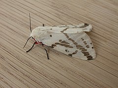 Description de l'image Spilosoma canescens (3024262448).jpg.