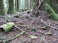 Lettiera vegetale, principalmente cicuta occidentale, Tsuga heterophylla, nella foresta nazionale di Mount Baker-Snoqualmie, Washington, Stati Uniti.