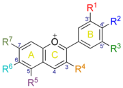 numérotation du noyau