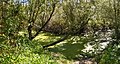 Atascadero Creek (Sonoma County, California)