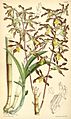 Dendrobium johannis