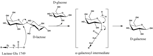 Proposed mechanism of lactose hydrolysis by Lactase enzyme