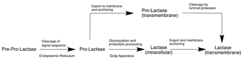 Schematic of processing and localization of human lactase translational product