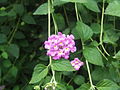 Lantana montevidensis