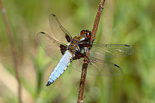 Libellula depressa 74a.jpg