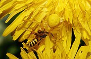 Yellow Crab Spider ( Misumena vatia )