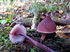 Mycena haematopus