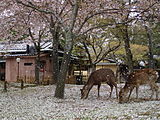 奈良公園（奈良県奈良市）