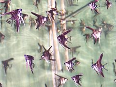 Le scalaire (Pterophyllum scalare) a longtemps été élevé pour le commerce aquariophile.