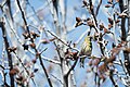 Serin cini (Serinus serinus),Tunisie