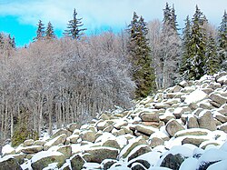 The run in the winter