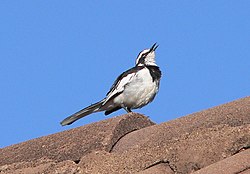 Tikisa-majumba (Motacilla aguimp)