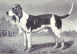 Chien dÁrtois uit 1915