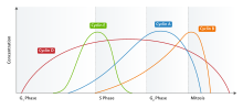 Cyclin Expression.svg