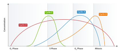 Expression of cyclins through the cell cycle.