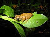 Dendropsophus branneri